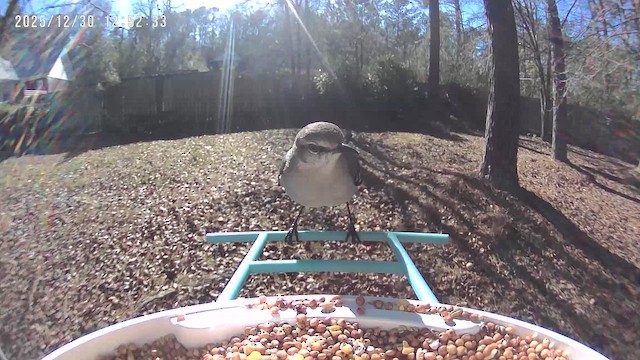 Northern Mockingbird - ML647859850