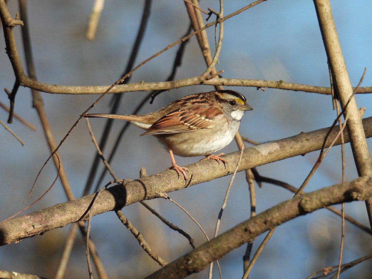 strnadec bělohrdlý - ML647859857