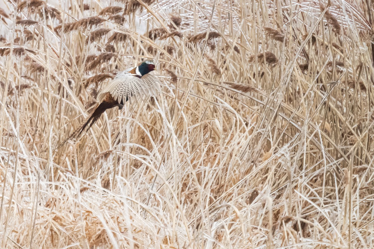 bažant obecný - ML647859858