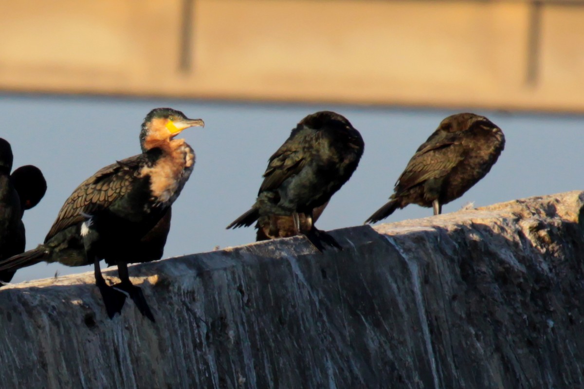 kormorán velký (ssp. lucidus) - ML647859861