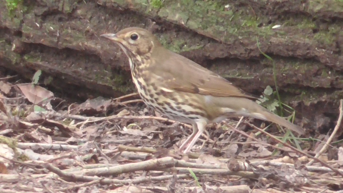 drozd zpěvný - ML647859863