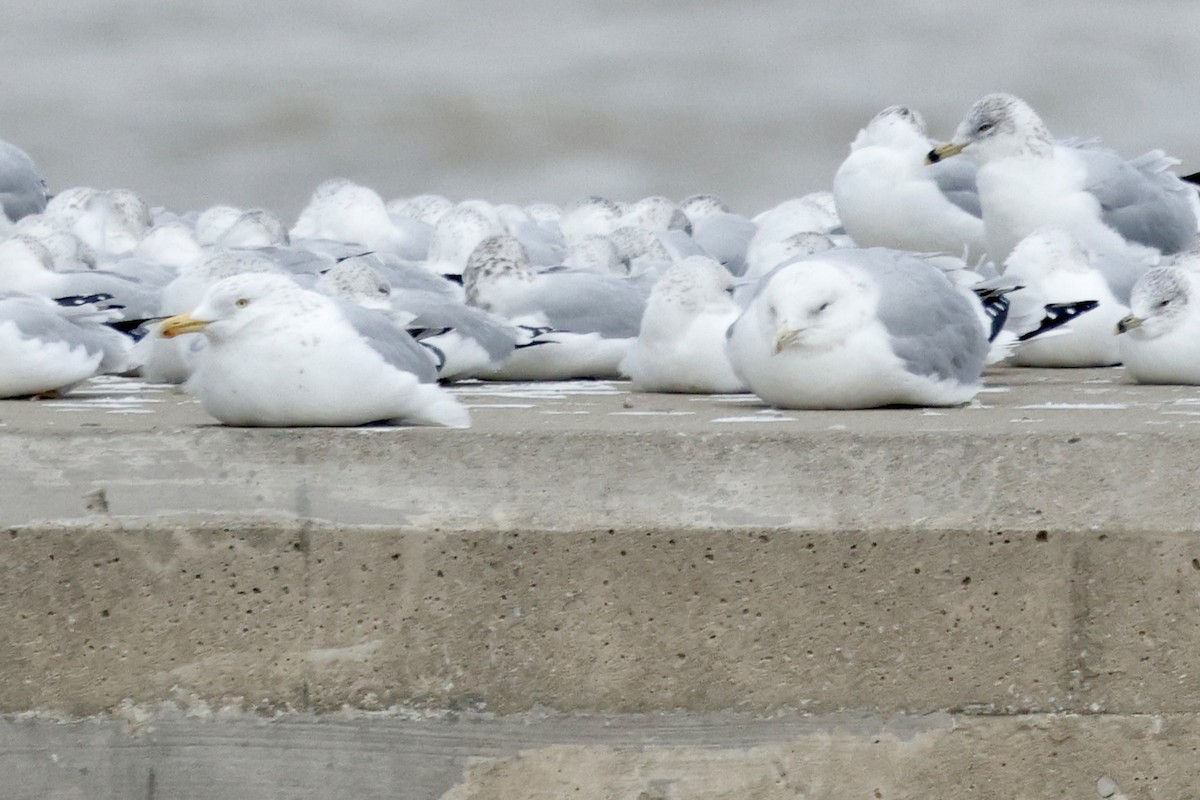 racek americký - ML647859867