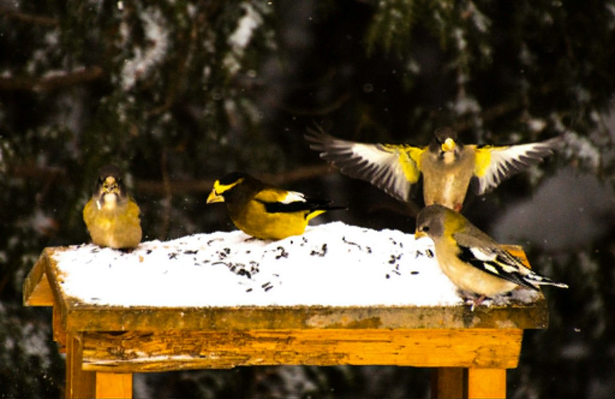 dlask žlutočelý - ML647859868