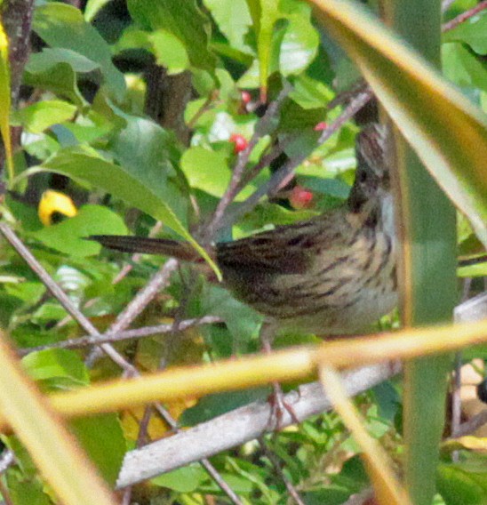 strnadec pruhohlavý - ML647859869