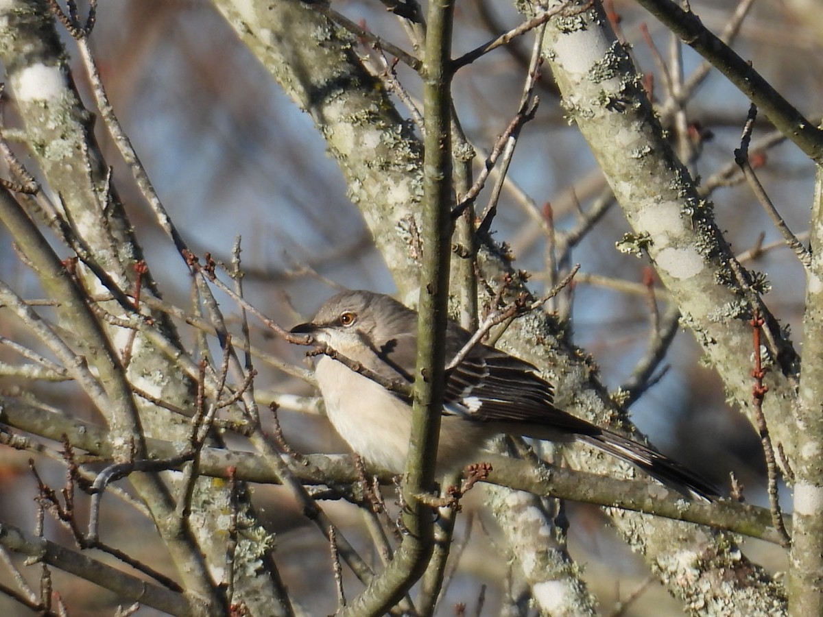 drozdec mnohohlasý - ML647859872