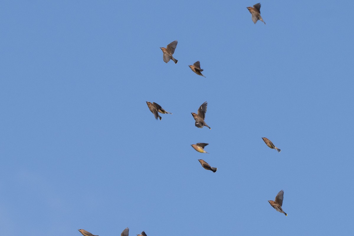 Bohemian Waxwing - ML647859874