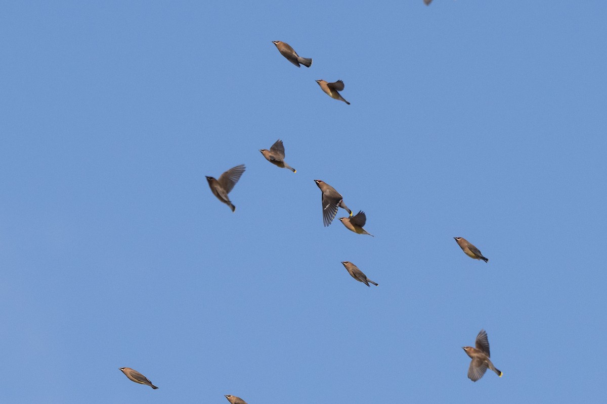 Bohemian Waxwing - ML647859875