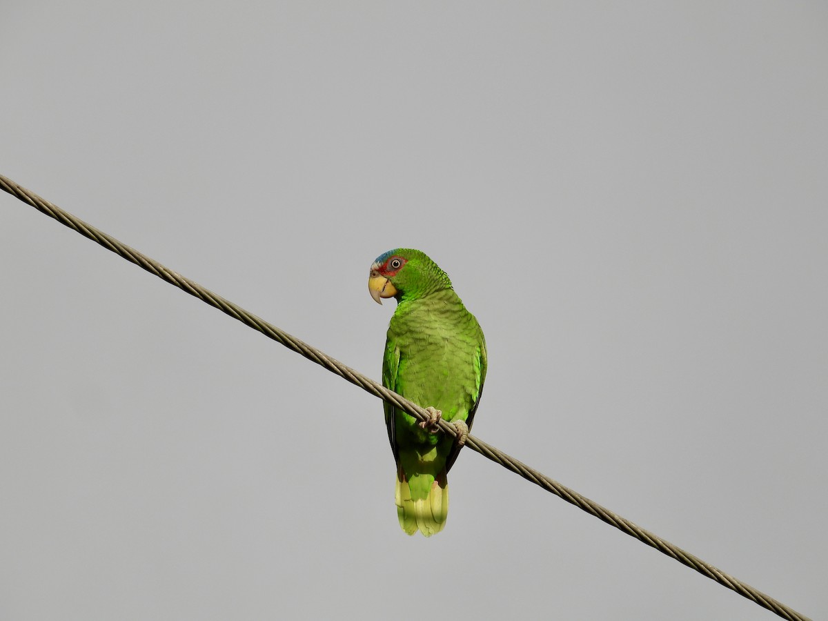 amazoňan běločelý - ML647859879