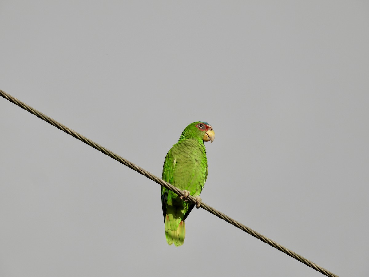 amazoňan běločelý - ML647859880