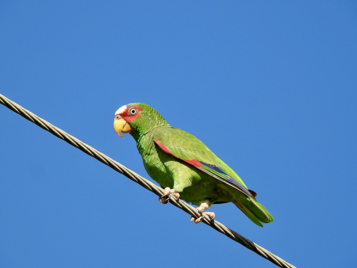 amazoňan běločelý - ML647859881