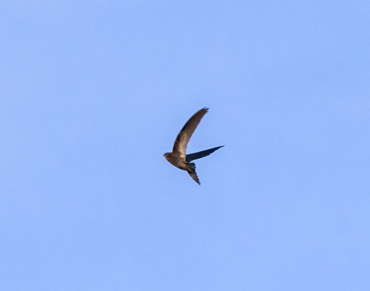 rorýs šedohnědý - ML647859887