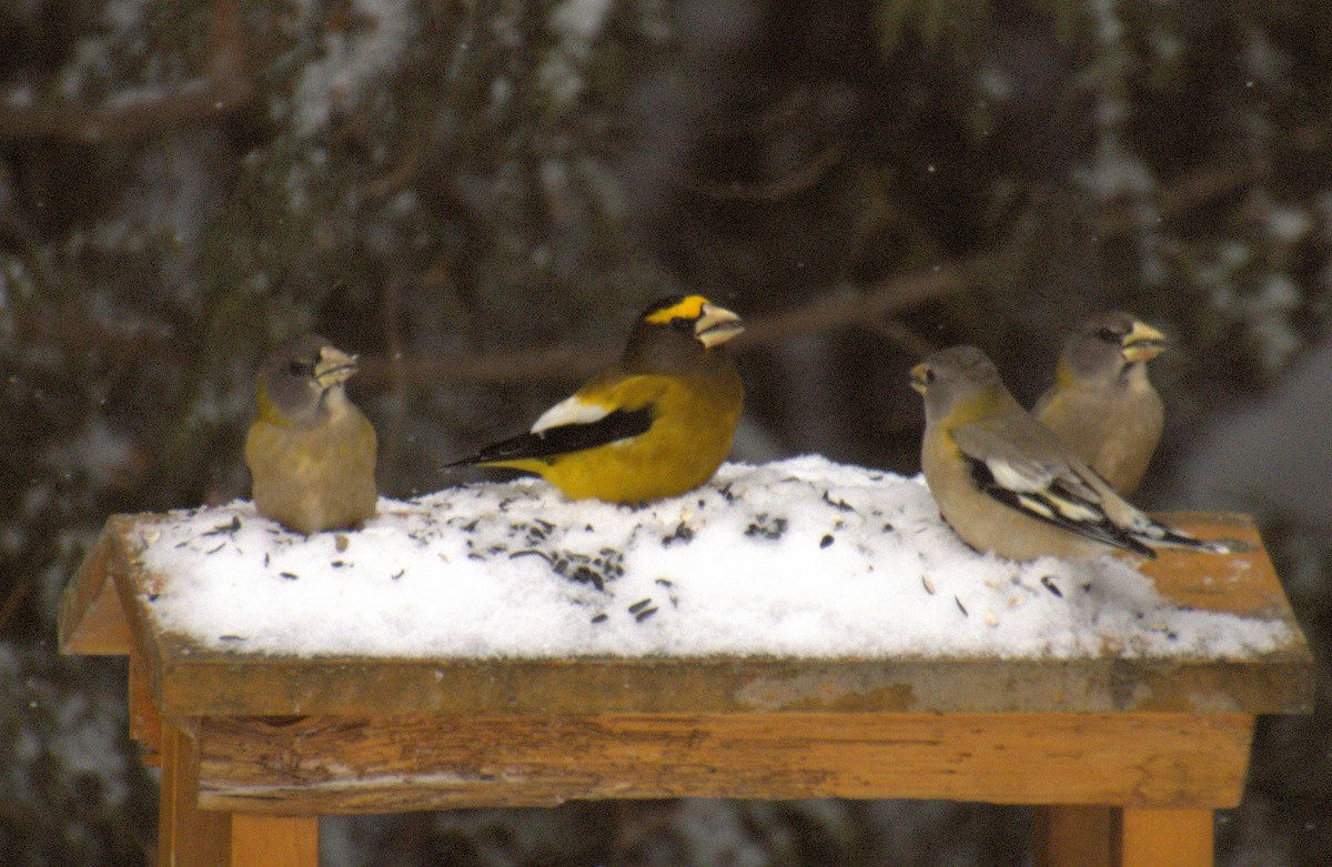 キビタイシメ - ML647859892