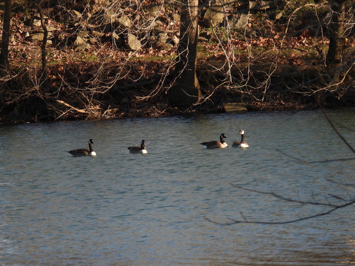 Казарка канадська - ML647859911