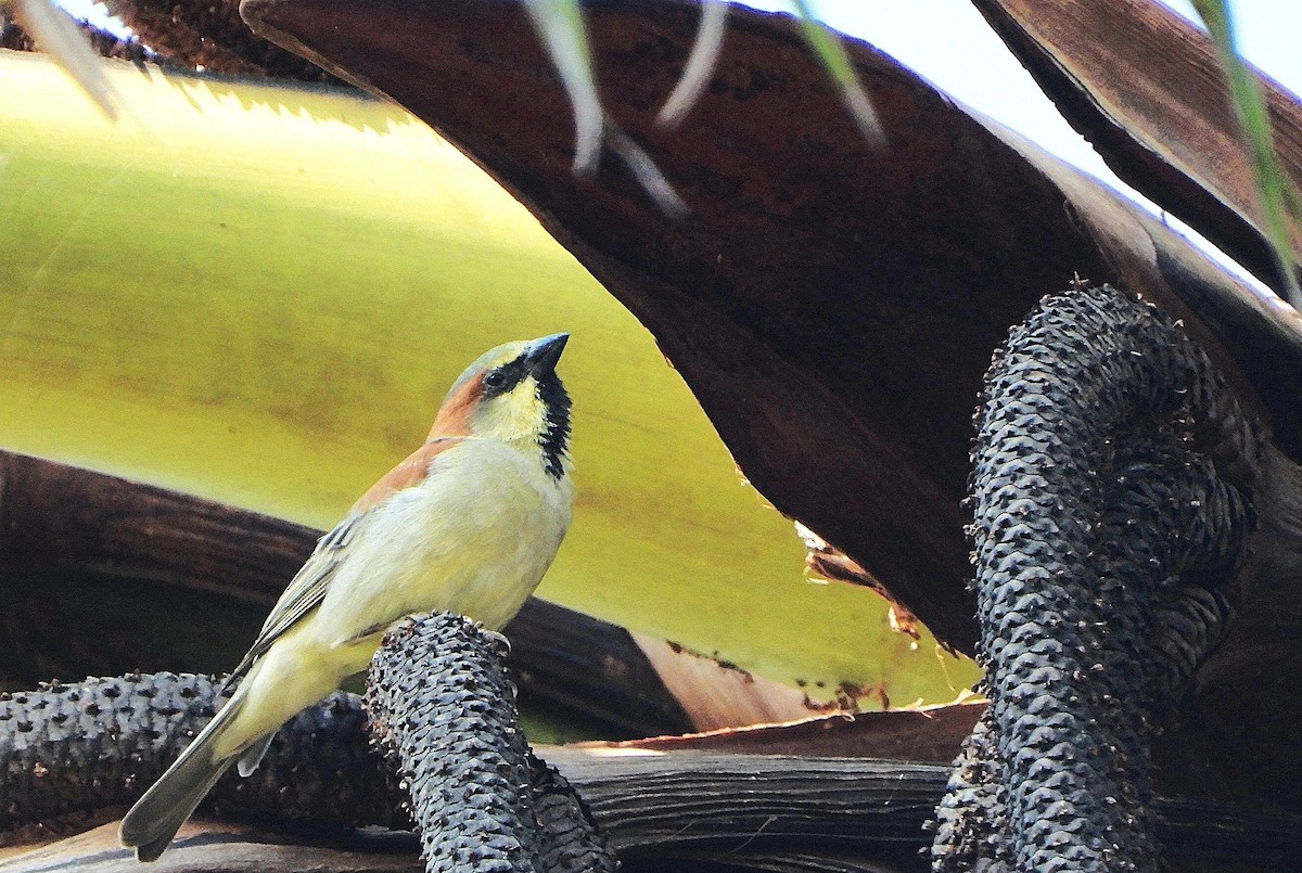 セアカスズメ - ML647859914