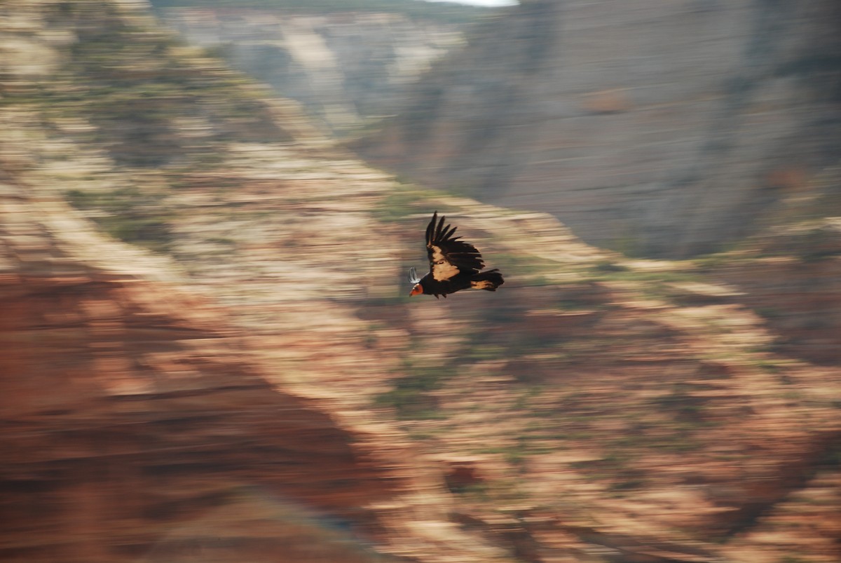 Kalifornienkondor - ML647859919