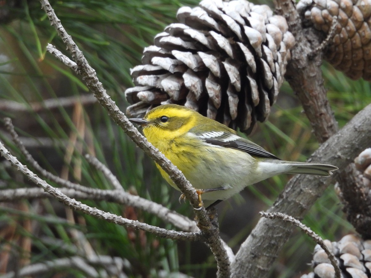 Townsend's Warbler - ML647859937