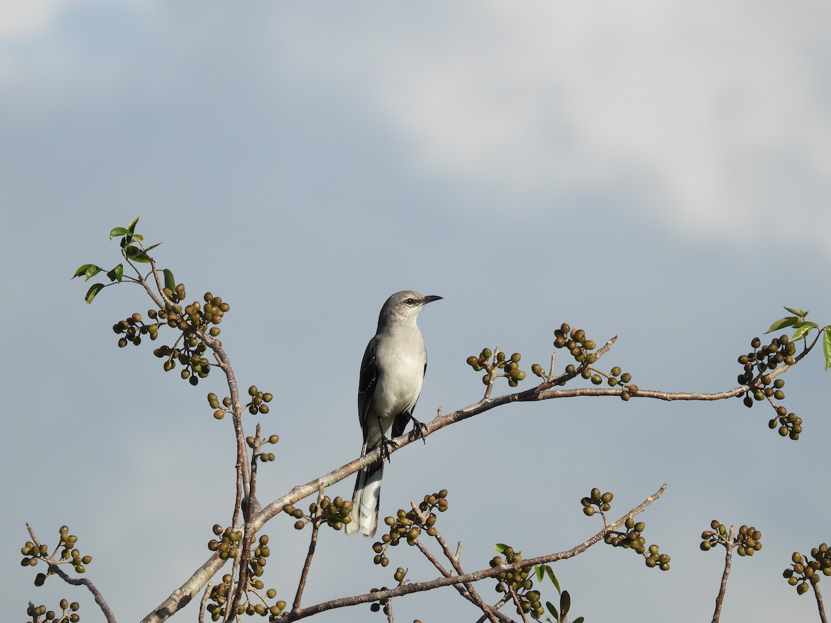 Tropikal Taklitçi - ML647859954