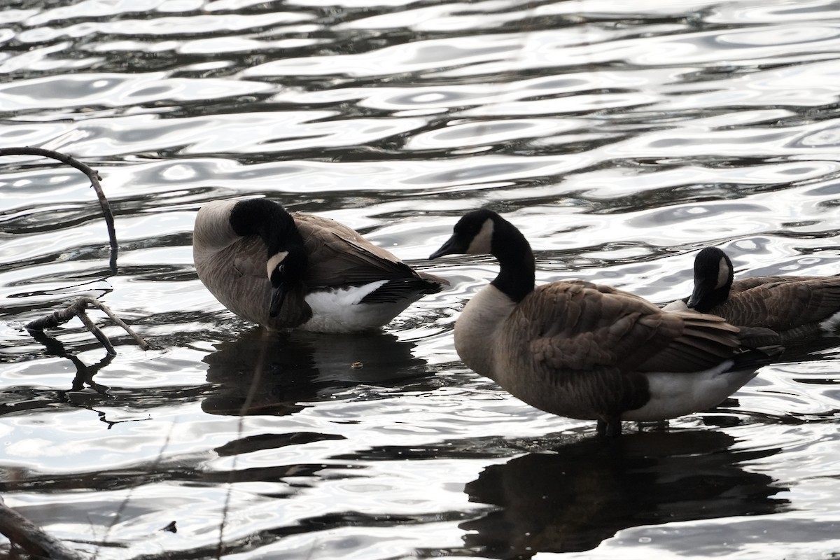 Казарка канадська - ML647859986