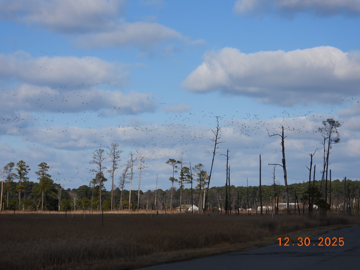 Казарка канадська - ML647859997