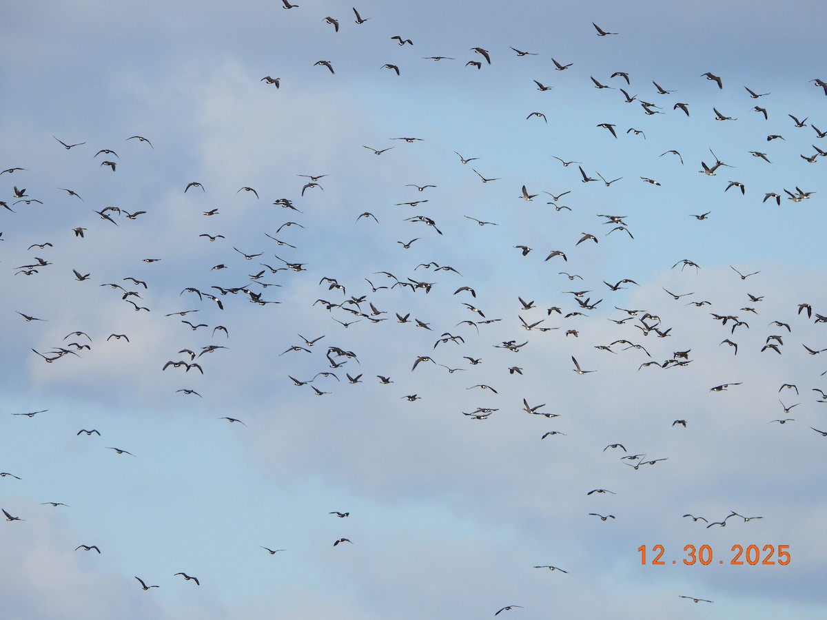 Казарка канадська - ML647859998