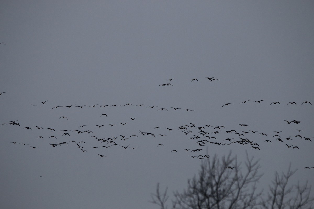 Казарка канадська - ML647860000