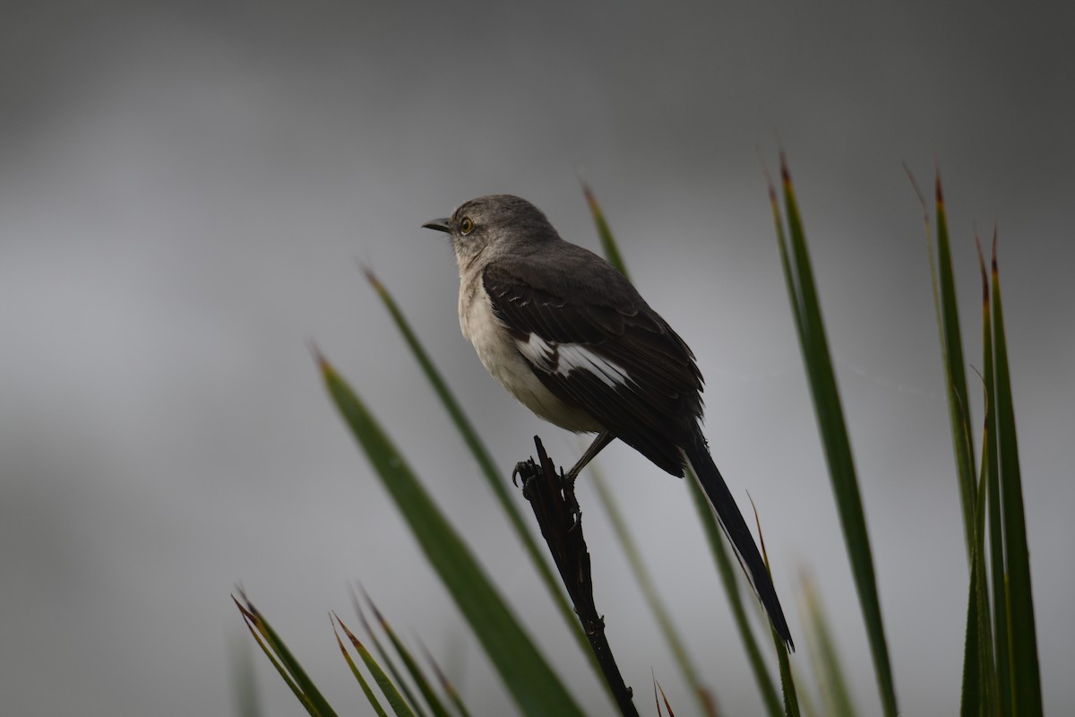Northern Mockingbird - ML647860001