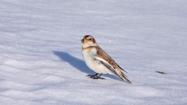 Пуночка снігова - ML647860016