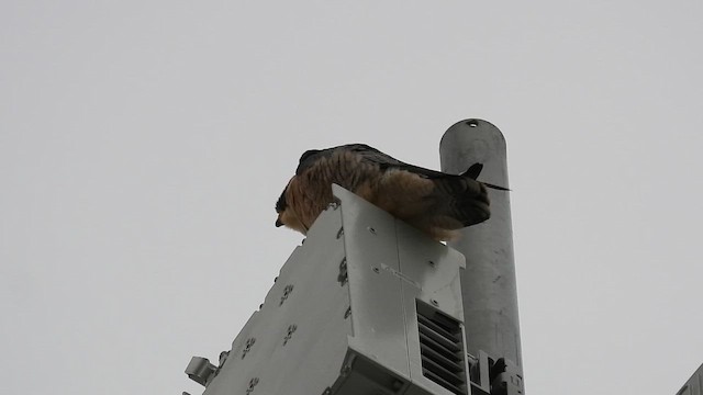 Сапсан - ML647860022