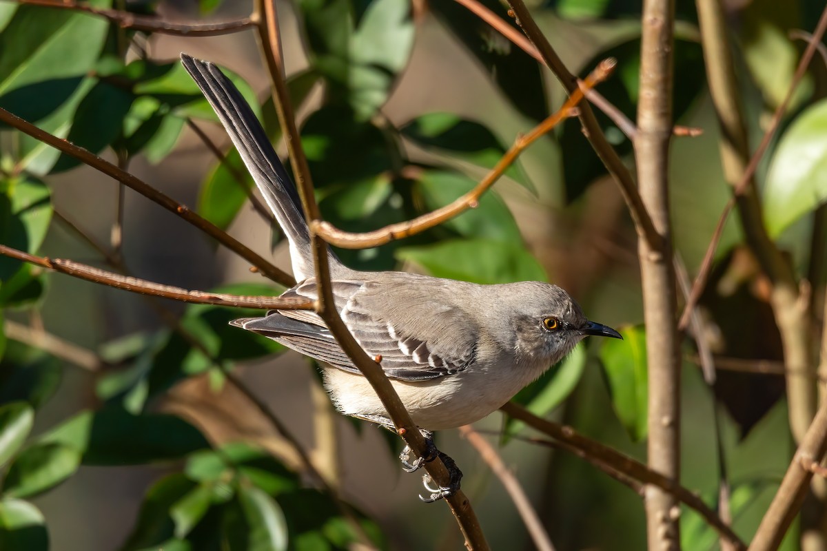 Northern Mockingbird - ML647860033
