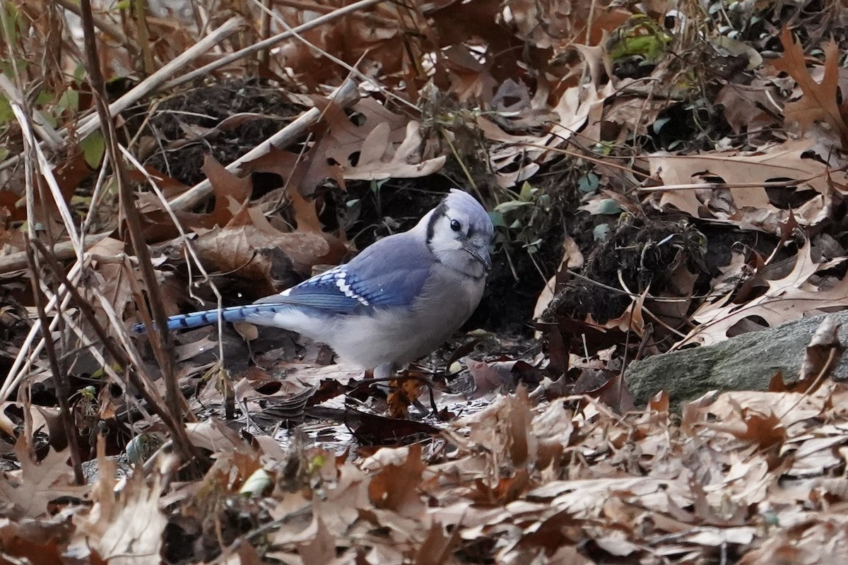 Blue Jay - ML647860038