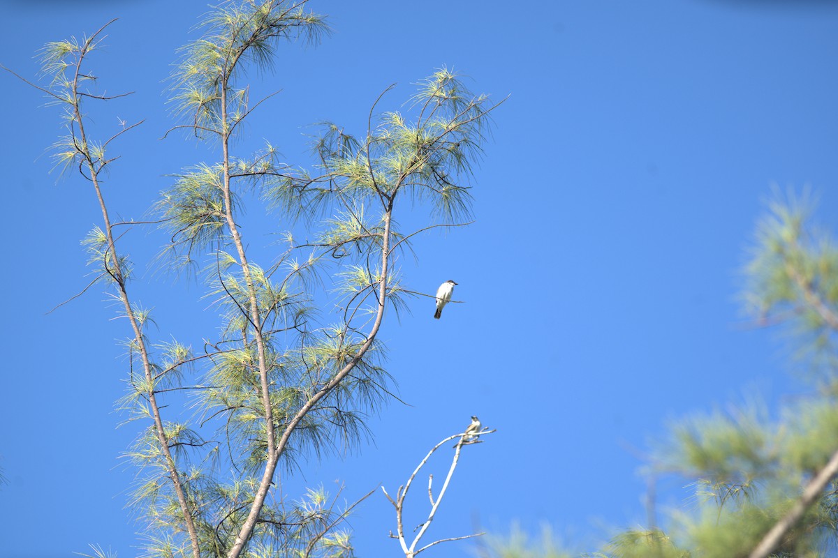 טירן מזרחי - ML647860049