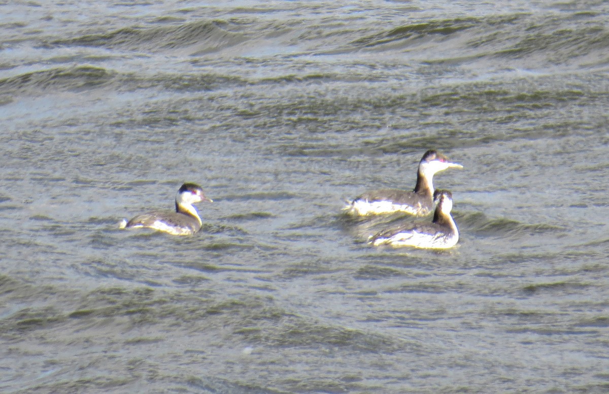 Zampullín Cuellirrojo - ML647860056