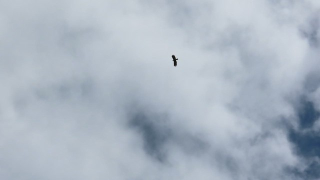 Hook-billed Kite - ML647860057
