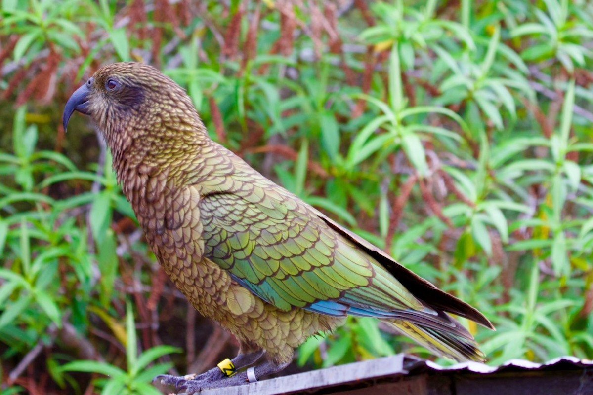 Kea - ML647860071
