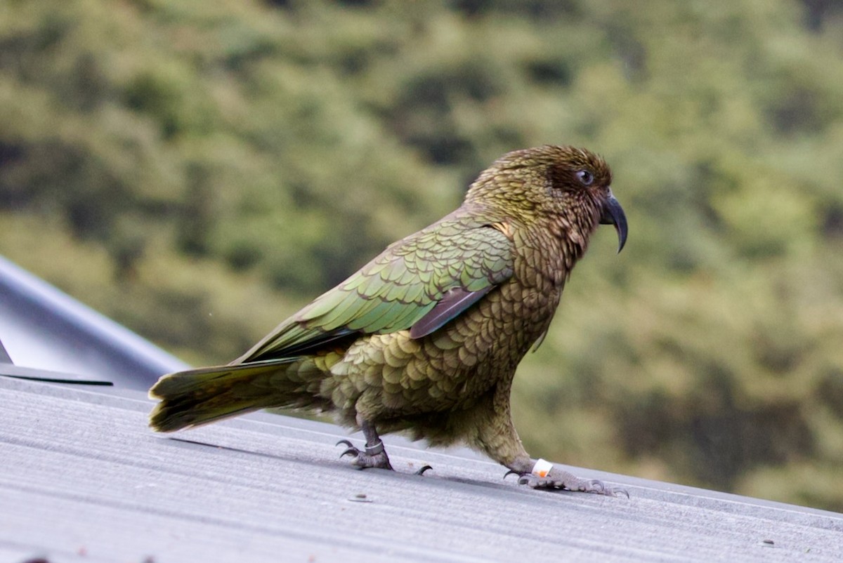 Кеа - ML647860073