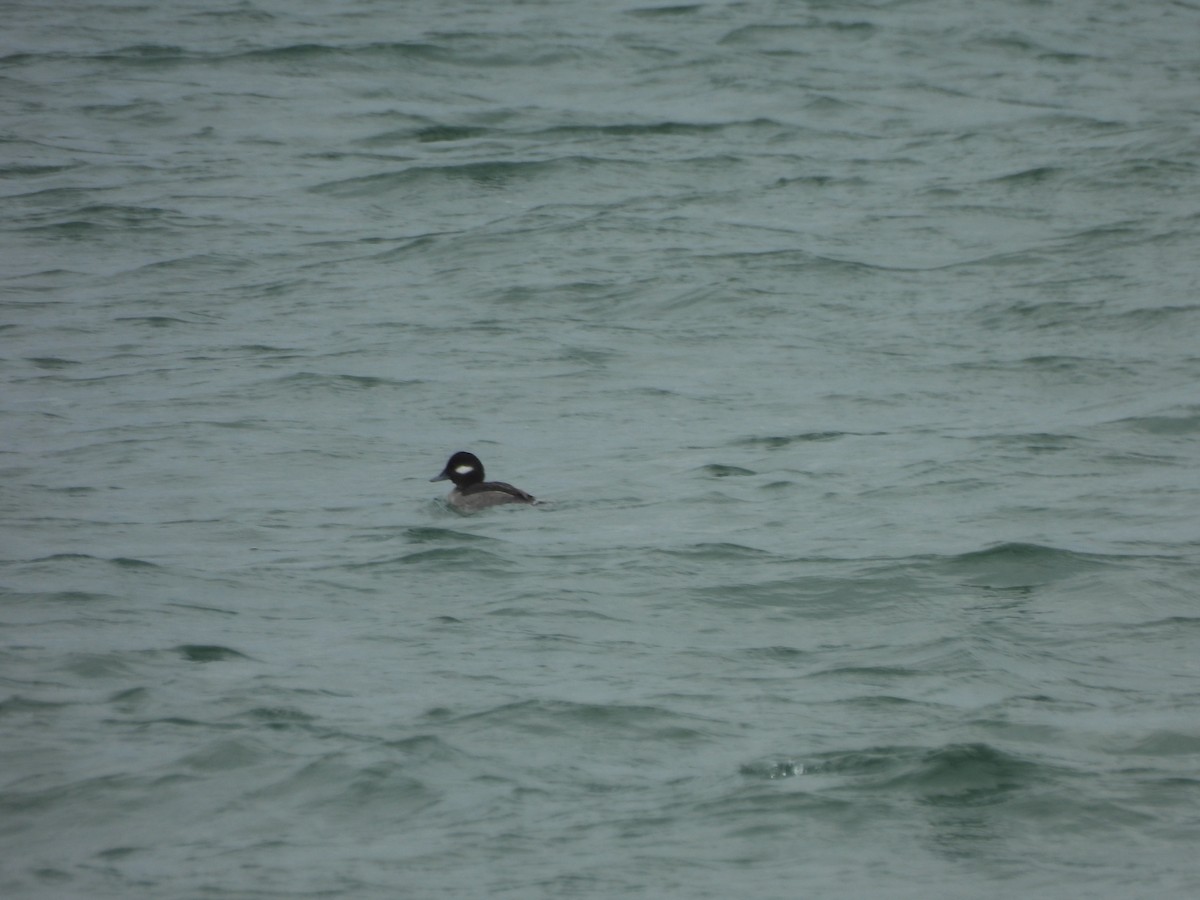 Bufflehead - ML647860128