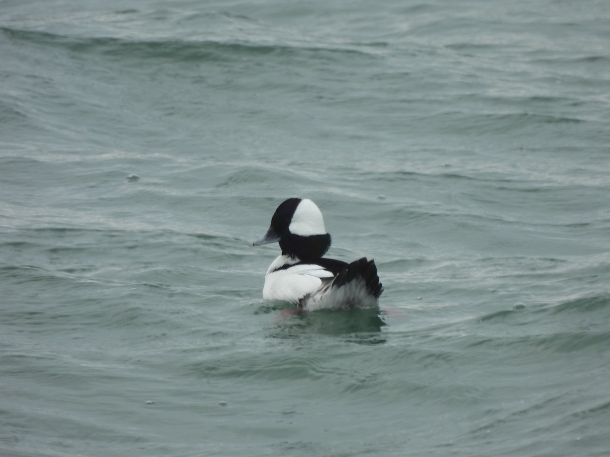 Bufflehead - ML647860129