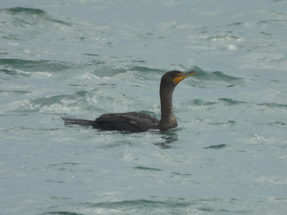 ミミヒメウ - ML647860135