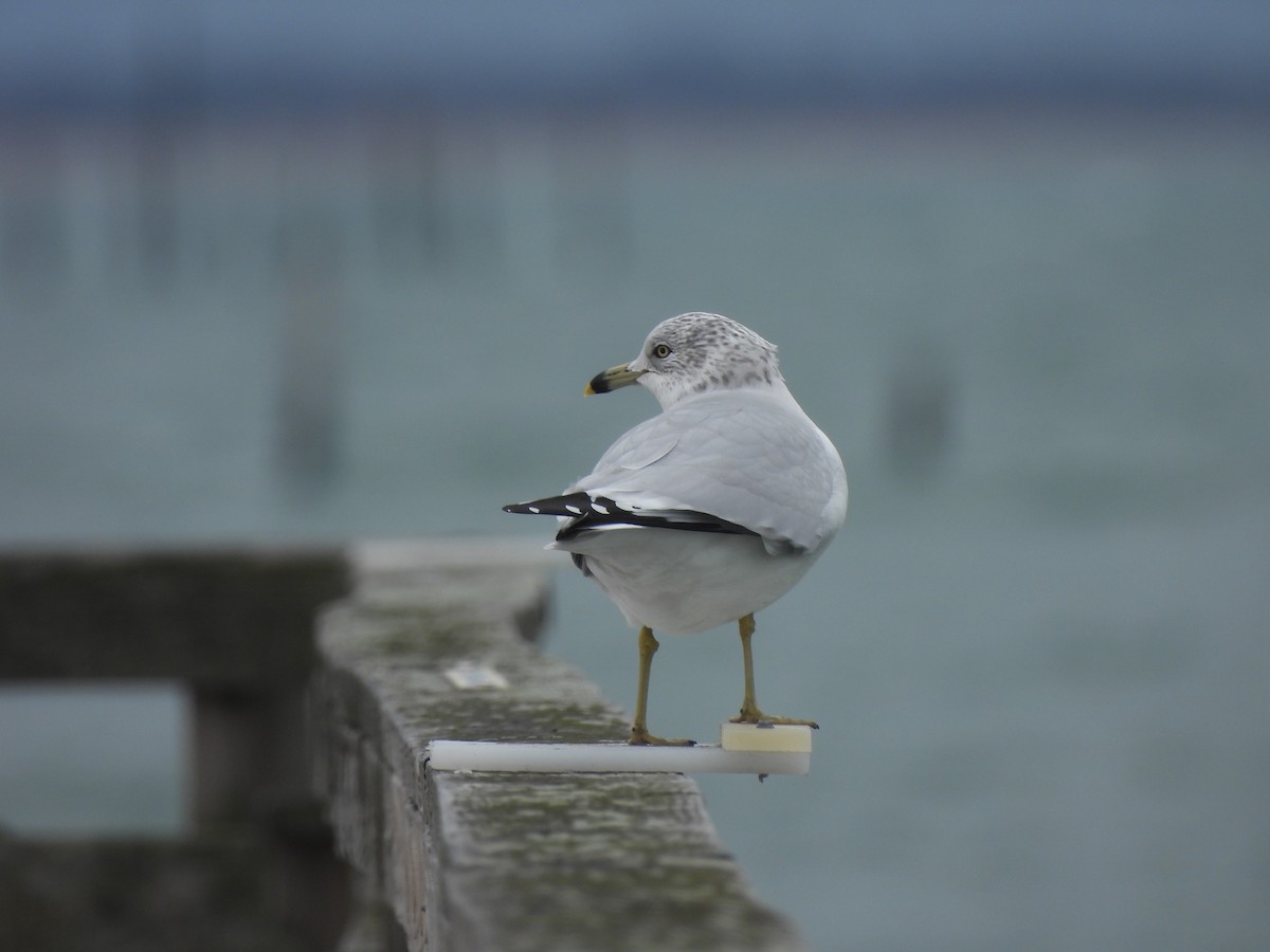 クロワカモメ - ML647860139