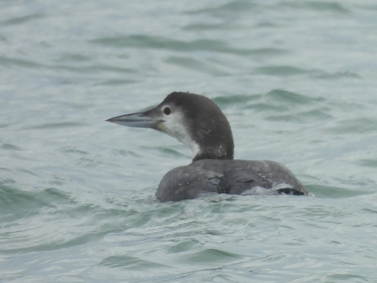 ハシグロアビ - ML647860141