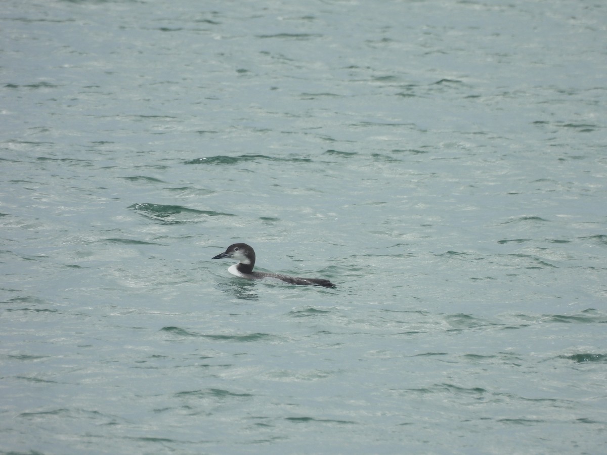 ハシグロアビ - ML647860143