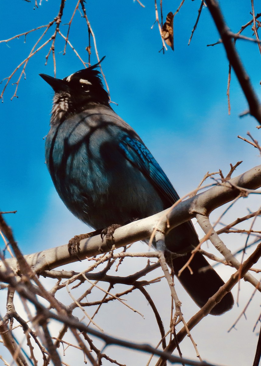 Steller's Jay - ML647860152