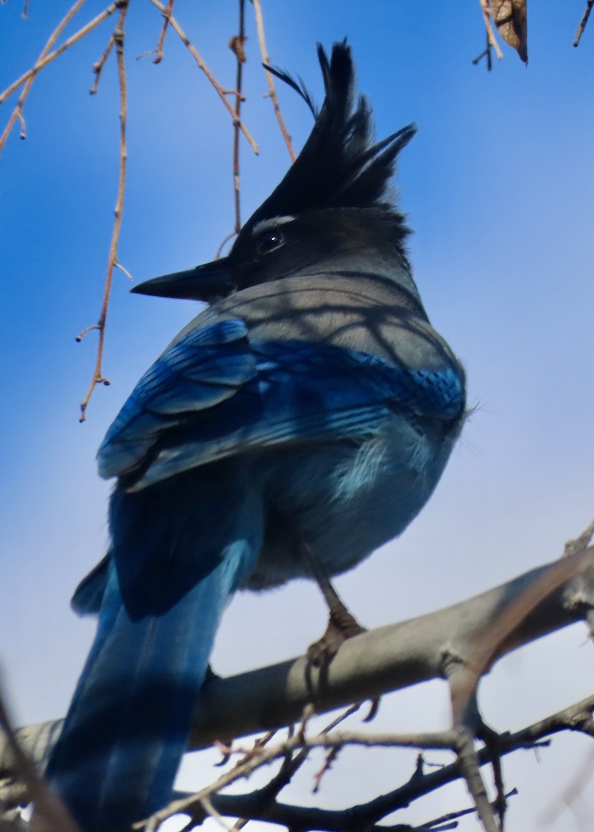 Steller's Jay - ML647860153