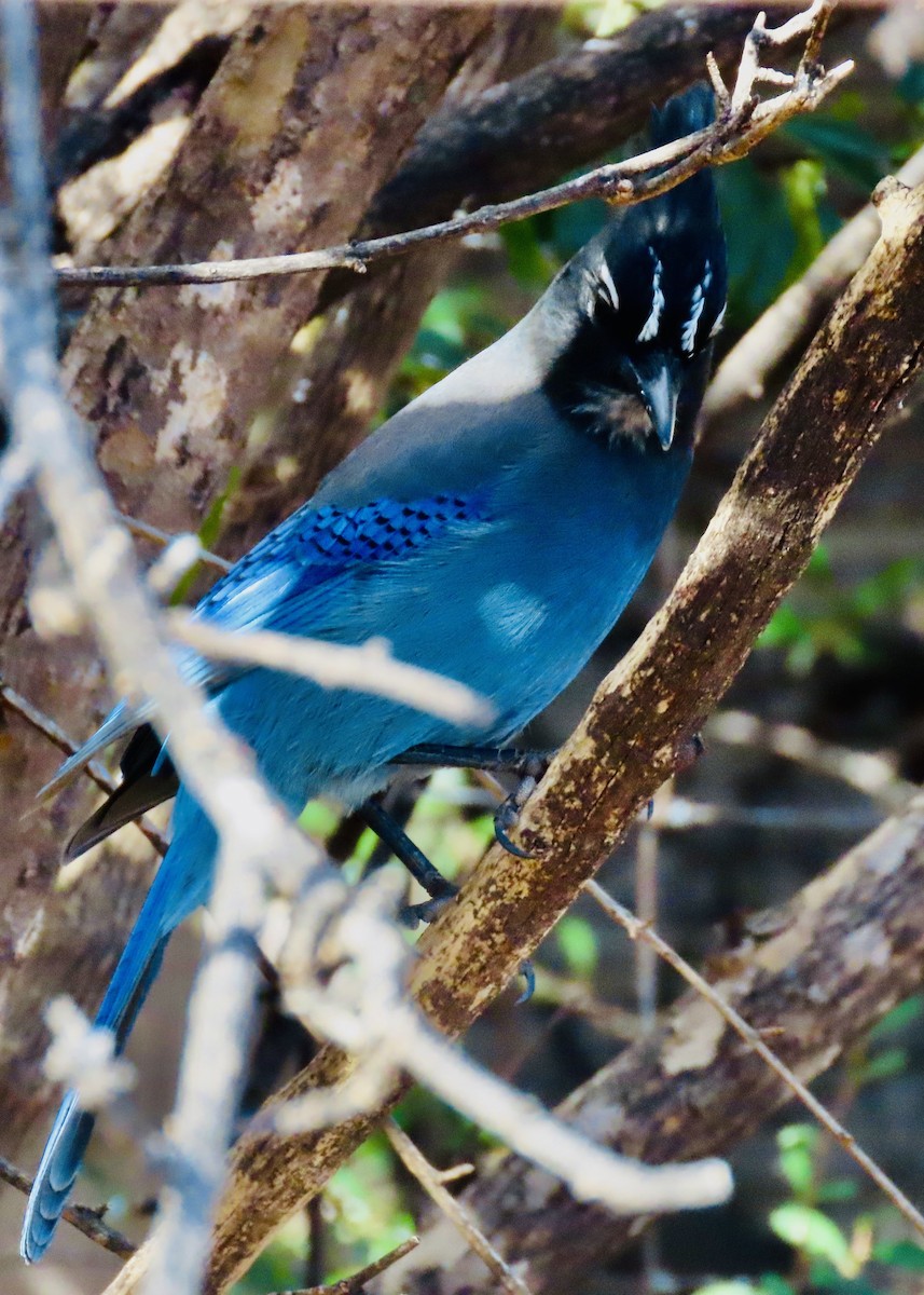 Steller's Jay - ML647860154
