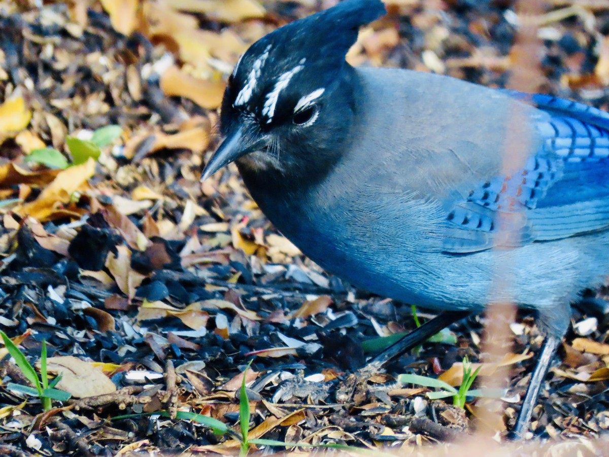 Steller's Jay - ML647860155