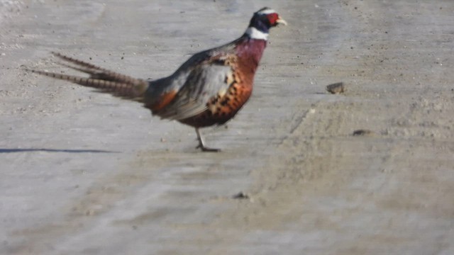 Фазан звичайний - ML647860166