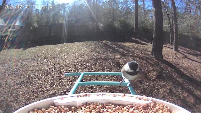 Гаїчка каролінська - ML647860186