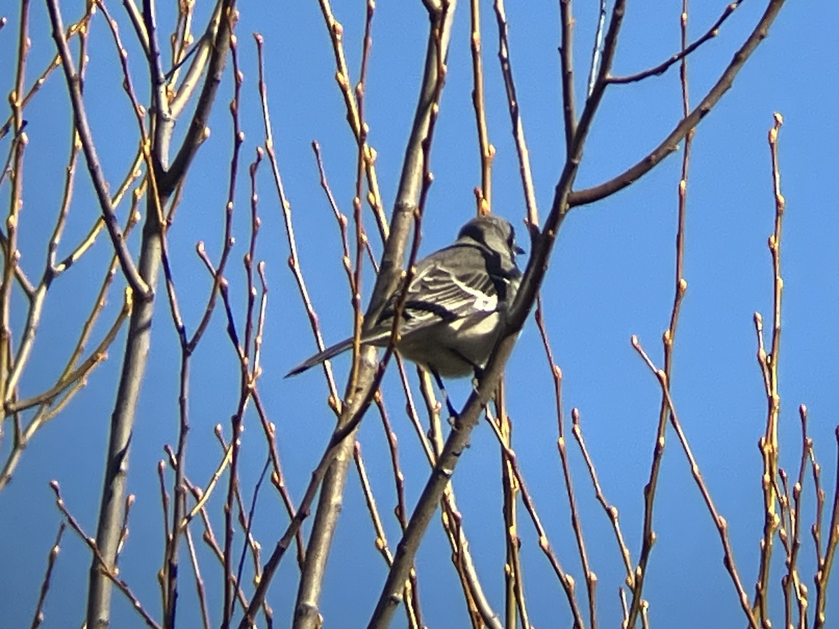 Northern Mockingbird - ML647860187