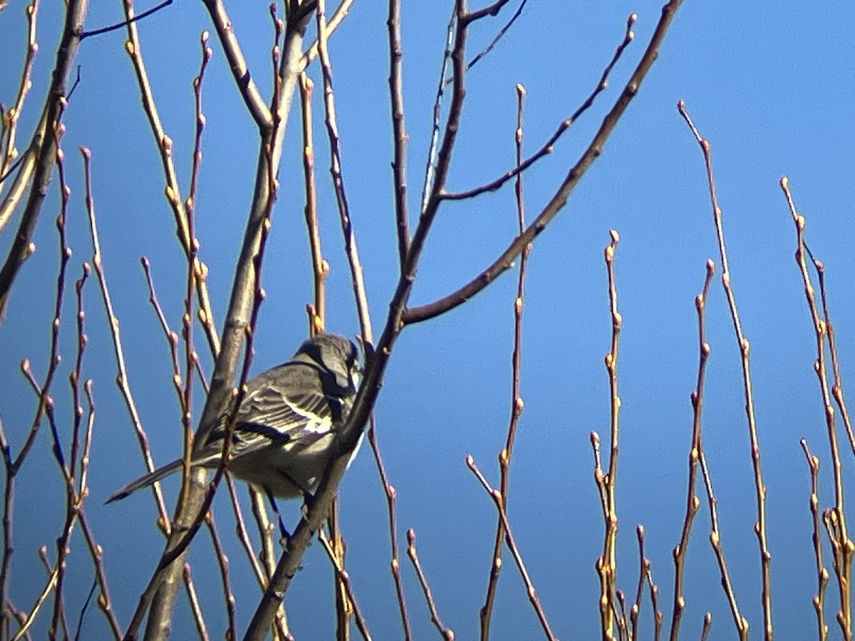 Northern Mockingbird - ML647860188