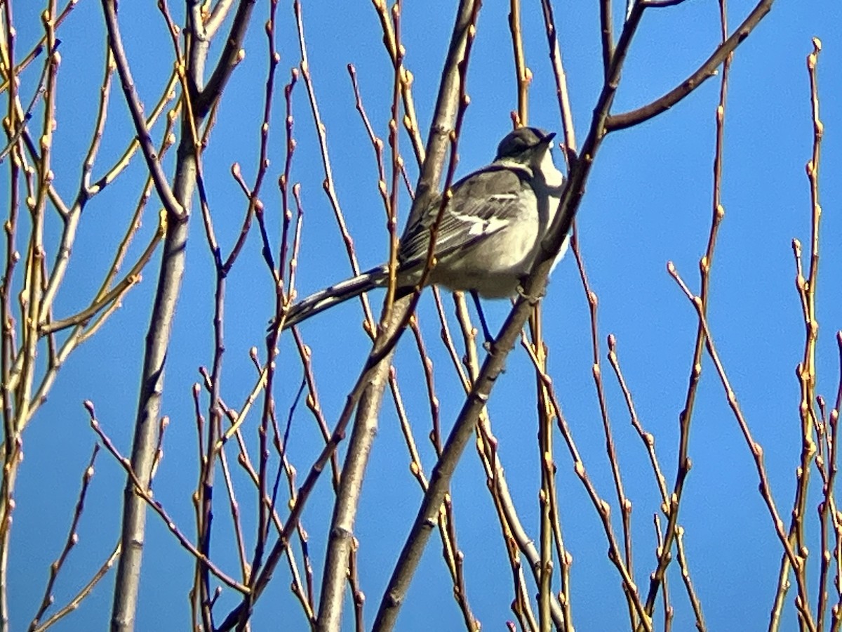 Northern Mockingbird - ML647860189